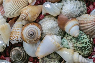 Shell collection