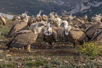 Gathering of griffon vultures