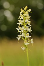 Greater butterfly orchid