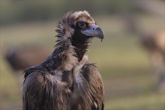 Cinereous vulture