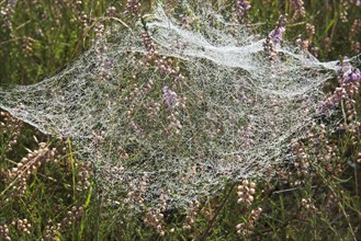 Spider webs with dew drops in Common Heather