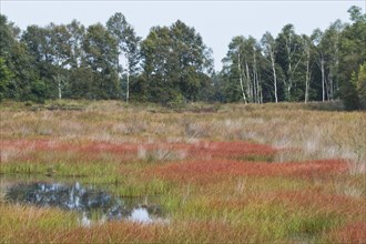 Bog landscape with Common cottongrass