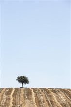 A tree in the field on the horizon