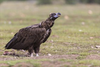 Cinereous vulture
