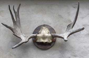 Elk antlers on the wall at a forester's lodge