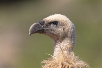 Griffon vulture