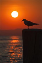 Seagull on a pole with setting sun