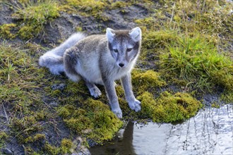Young Arctic fox