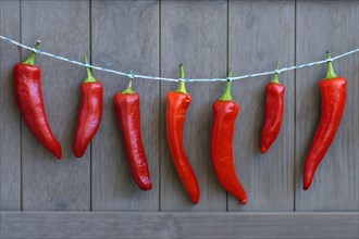 Red peppers hung to dry on string