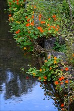 Flowering nasturtium on a stream