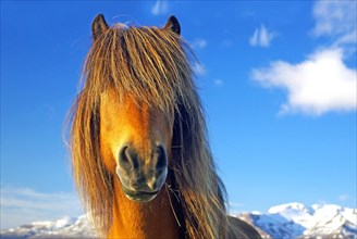 Icelandic horse with thick mane in front of eyes