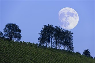 Moonrise over vineyard