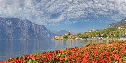 Tulips on the shore of Lake Garda with a view of the Castello Scaligero of the historic coastal town of Malcesine