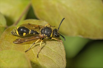 Pill wasp