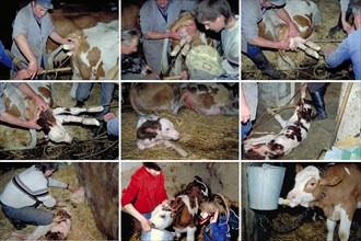 Birth of a calf in a cowshed