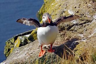 Puffin with spread wings