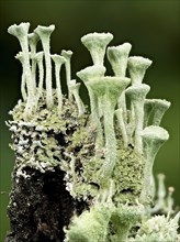 Cup lichen