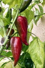 Ripe pointed peppers
