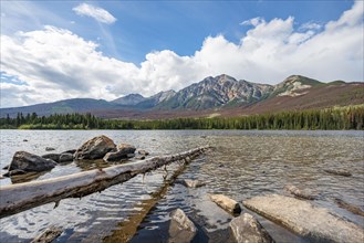 Rocks and tree trunks on the shore of Pyramid Lake