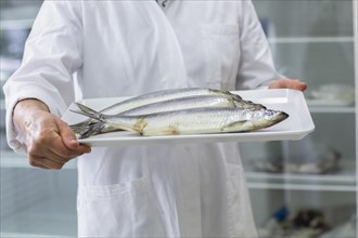 Fish for laboratory evaluation in a laboratory for the control of food with laboratory assistant