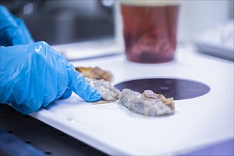 Laboratory technician prepares sample from a bovine animal in the food control laboratory with knife