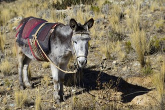 Donkey tied to leg with halter and seat blankets
