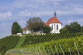 Vineyard with Vogelsburg with church Mariae Schutz
