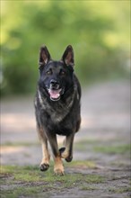 German shepherd Domestic dog