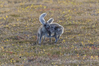 Young Arctic foxes
