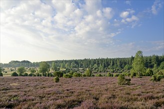 View over the extensive Ellerndorf juniper heath at flowering time of the Common Heather