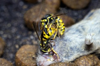 Two Wasps
