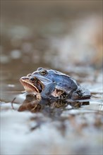Moor frog