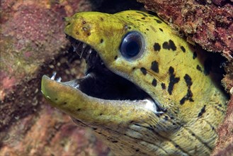 Spotted Fimbriated moray
