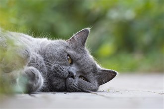 British Shorthair