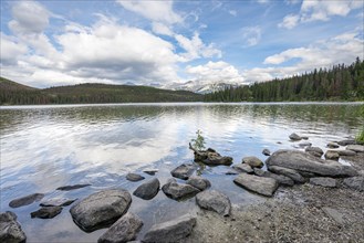 Small tree on a root on the shore of Pyramid Lake