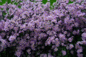 Flowering autumn asters