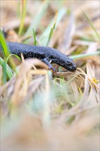 Northern Crested Newt