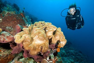 Diver looking at leather coral