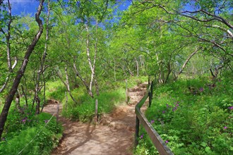 Path leads through a small birch grove