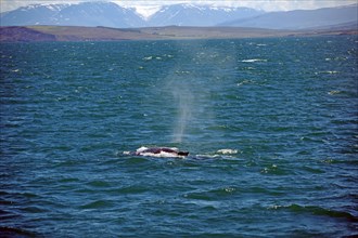 Humpback whale blows out