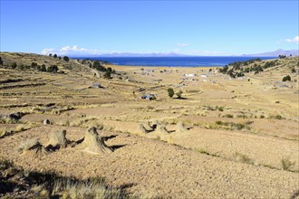 Harvested fields at Lake Titicaca
