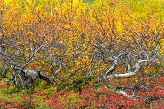 Low birch forest in autumnal colours