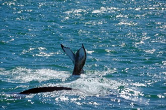Fluke of a humpback whale and body of a humpback whale
