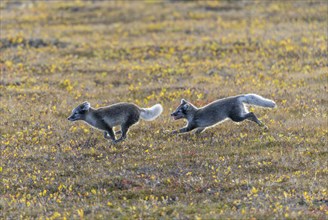 Playful young Arctic foxes