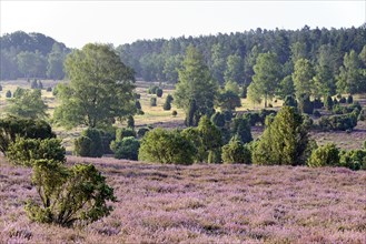 View over the extensive Ellerndorf juniper heath at flowering time of the Common Heather