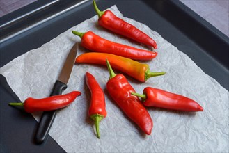Red peppers on sheet metal with knife