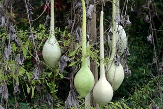 Fruits of the bottle gourd