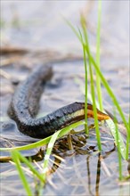 Northern Crested Newt