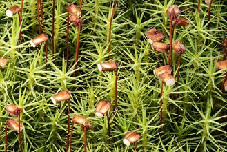 Matted pearlwort