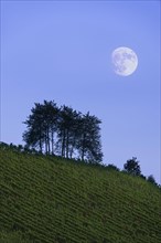 Moonrise over vineyard